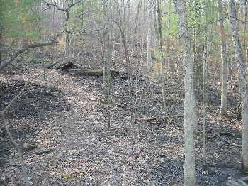 Burned Forest Floor along Crisman Hollow Road