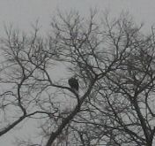 Photo of Eagle near Gary's House