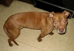Photo of Bur's Dog