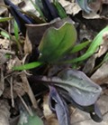 Early Bluebells