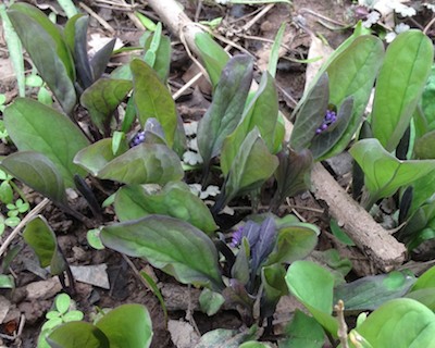 Bluebells from 2013