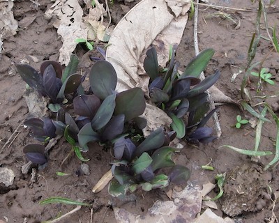 Bluebells 2014