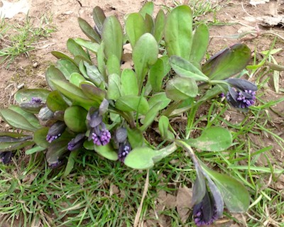 Bluebells on March 24, 2013
