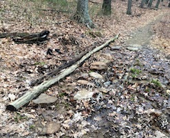 Gap Creek Trail before our work