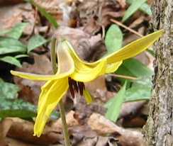 Photo of Trout Lilly