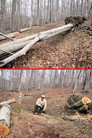 Before and after of tree on course
