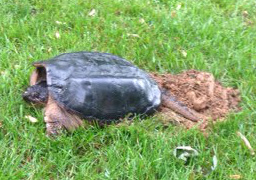 The turtle