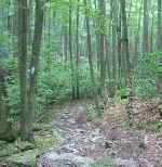 The Catoctin Trail -- Click for Larger