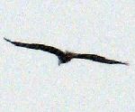 Image of Eagle
