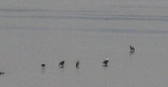 Photo of eagles on ice
